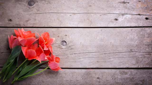 Fresh  coral tulips  on  aged  wooden background.