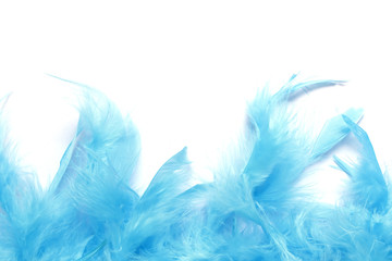 Blue feather on white background