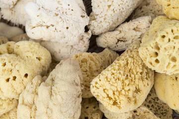 Pile of natural sea sponges 