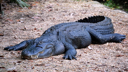 Alligator 3