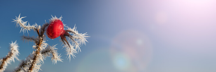 Rose Hip with Hoar Frost