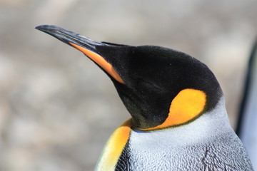 K&ouml;nigspinguin