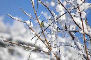 mésange en hiver