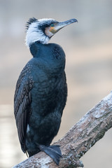 Vogel auf Ast