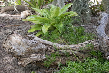 Obraz premium Log with interesting texture in fron of a blurred corner of green tropical vegetation. 