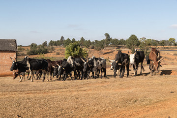 Zebu inthe fields. Madagascar, Africa.
