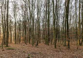 sunbeam in dense wild forest