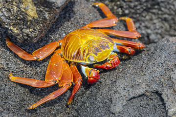 Galapagos Crab