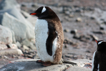Eselspinguin