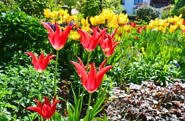 Rote und gelbe Tulpen im Garten