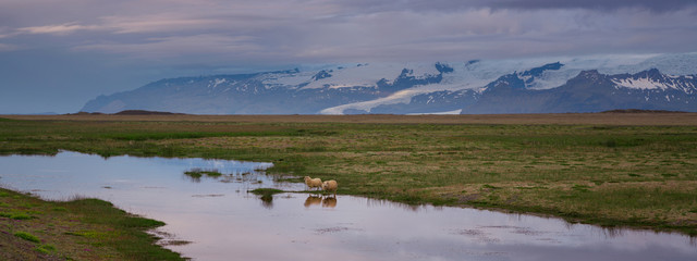 Sheep drinking water in Iceland 