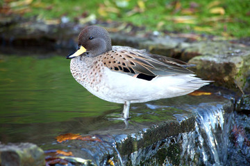 Sharp Winged Teal (Anus flavirostris oxyptera) duck which is found in South American countries
