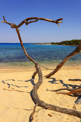 Summer holidays.coast of Salento:Porto Cesareo (Lecce),ITALY (Apulia) .In the background Porto Cesareo town seen from the Big Island (or Isola Grande) Nature Reserve.Tree branch isolated on the beach.