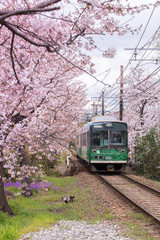 A local train running pass cherry blossom trees in Kyoto, Japan
