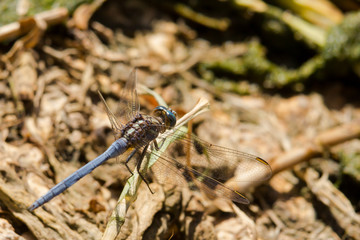 Blue Dragon fly Turia Park Valencia