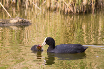 Coot feeding chick in a lake in Vlissingen Netherlands