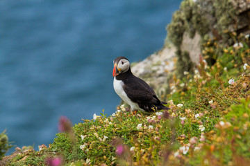 Puffin at the edge of a cliff at Skomer Island in Wales UK