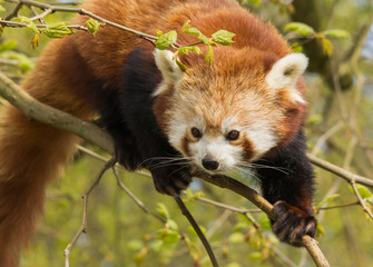 Naklejka premium Red Panda clambering Zoo Rotterdam