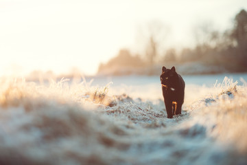 Schwarze Katze im Winter - obrazy, fototapety, plakaty