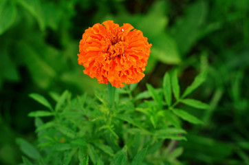 Blooming Marigold with rain drop (Tagetes erecta, Mexican marigold, Aztec marigold, African marigold)