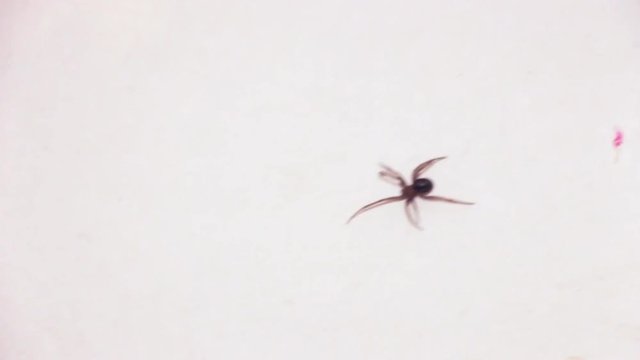 Spider runs on a white surface hd