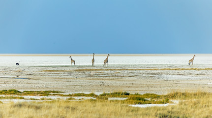 Giraffe in Etosha National Park - Namibia, South-West Africa © vadim_petrakov