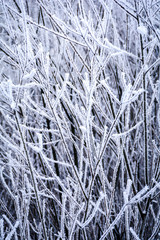 Frosty winter background with icy branches and twigs