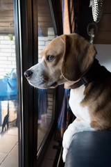 Beagle guckt aus dem Fenster