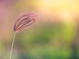Wild grass flower