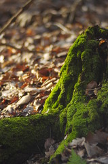 moss