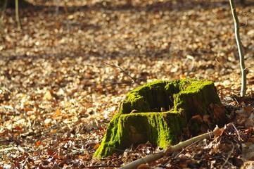 park