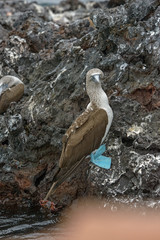Galapagos Isabela Bluefooted Booby
