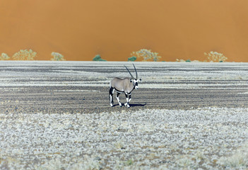 Dune and Gemsbok antelope (Oryx) in Sossusvlei plato of Namib Naukluft National Park - Namibia,...
