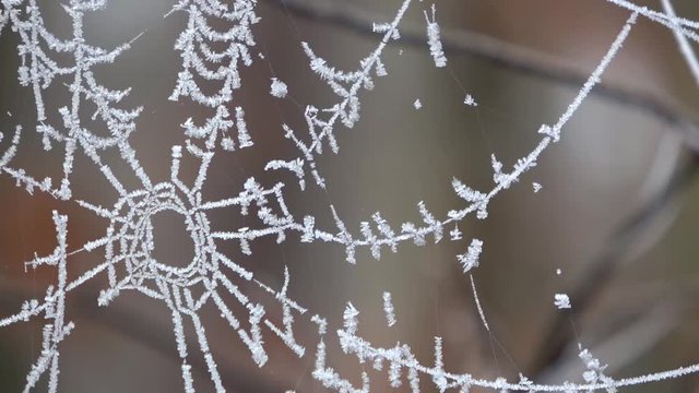 Spinnennetz mit Raureif, Winter, 4k