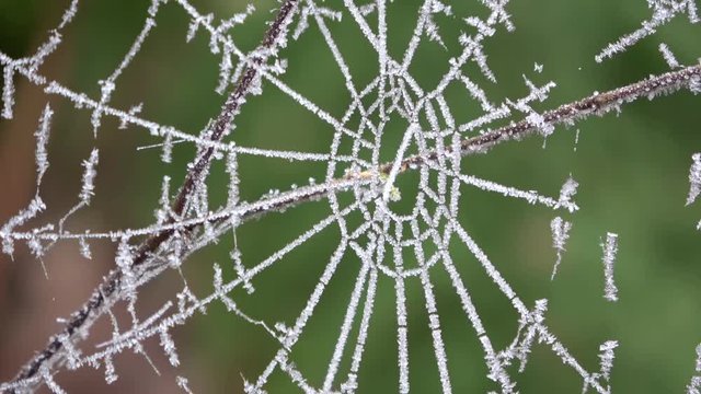 Spinnennetz mit Raureif, Winter, 4k