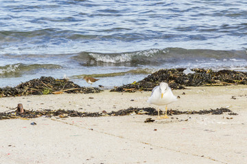 Fototapeta na wymiar Seagull and sandpiper on the harbor ramp