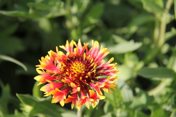 Red-Yellow flower
