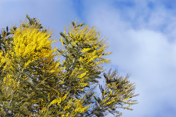 Foliage and flowers of Acacia dealbata