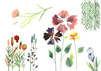 watercolor vector flowers