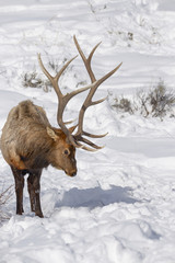 Elk In Snow
