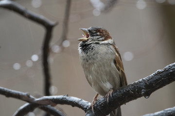 House Sparrow Singing