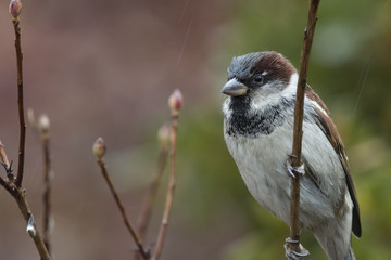 Sparrow in the rain