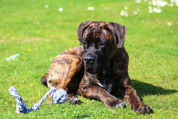 Chien cane corso  avec son jouet dehors sur la pelouse air surpris et mignon chien de cours italien cané corso