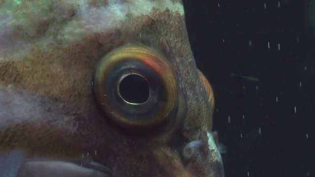 Close up off a canary rockfish's eye.