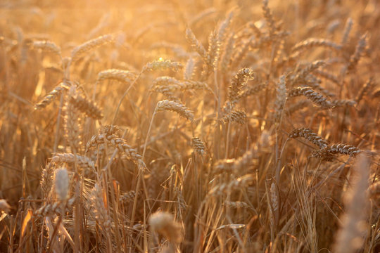 Champ de blé au soleil en été avant la récolte des céréales