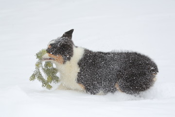 Dog running in powder snow holding painter branch in his mouth