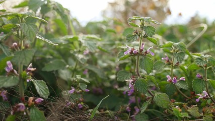 purple flowers forest grass in the nature close-up