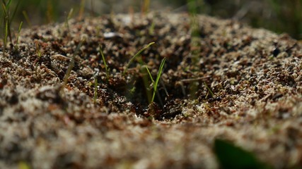 ant ants insects on the earth movement works nature