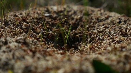 ant ants insects on the earth movement nature works