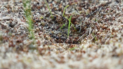 ant ants on nature the earth insects movement works